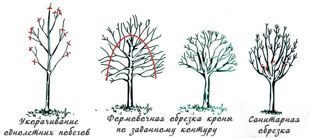 обрезка-деревьев.jpg