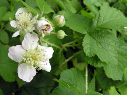 egevika