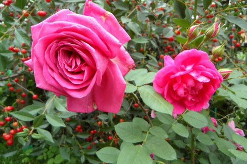 Roza2
