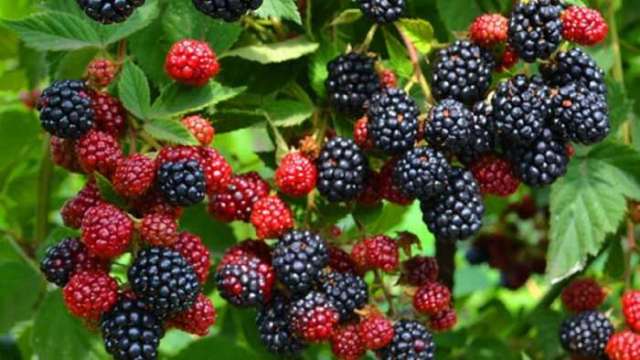 Варенье из ежевики на зиму: 4 простых рецепта